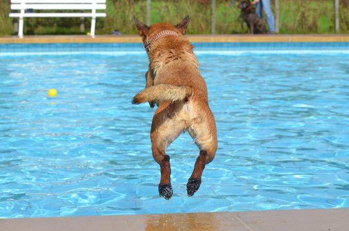 Ein Hund springt mit allen vier Pfoten in die Luft in ein Schwimmbecken.